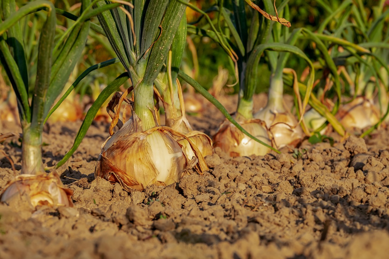 Onion prod.
