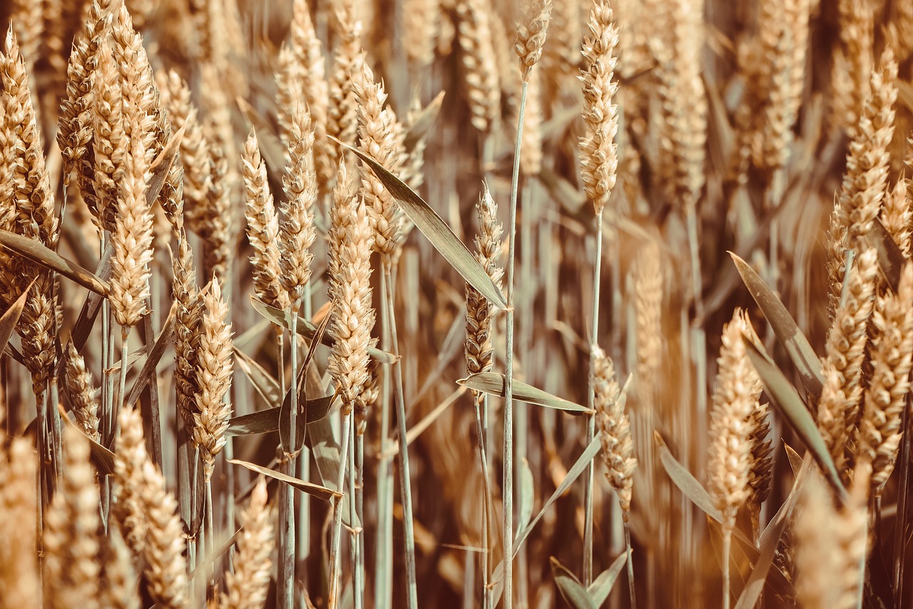 Wheat prod.
