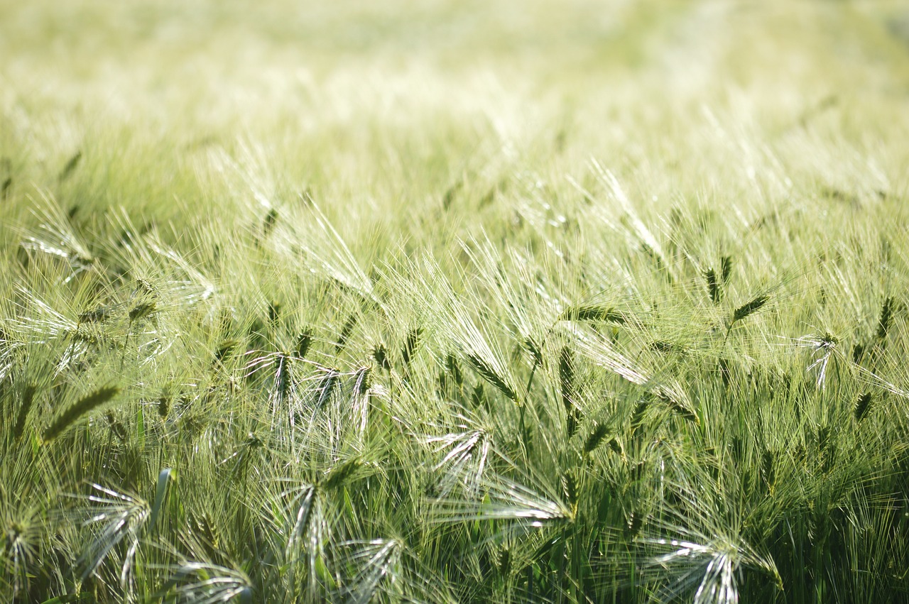 Barley prod.