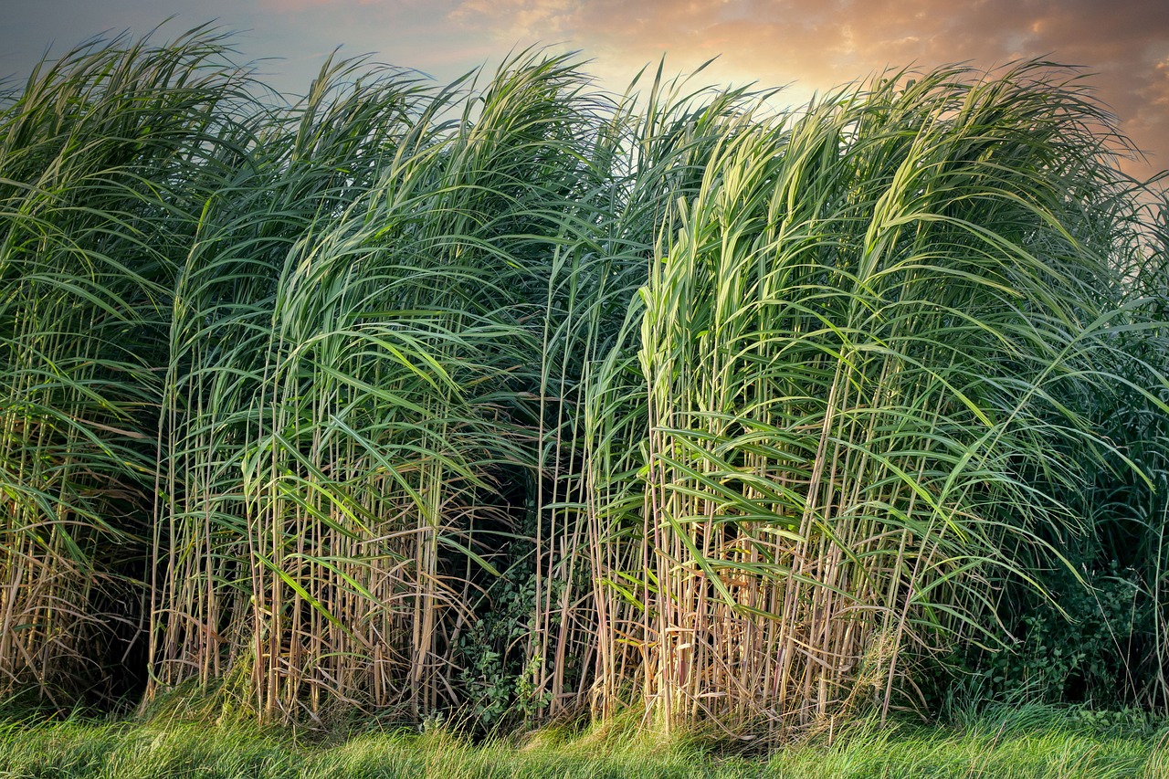 Sugarcane prod.
