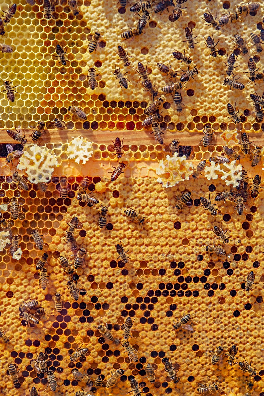 Honey prod.